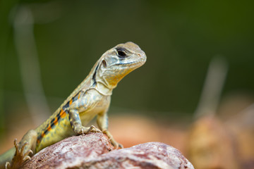 Image of Butterfly Agama Lizard (Leiolepis Cuvier) on nature background. . Reptile Animal