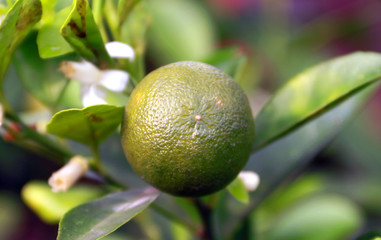 Calamansi or calamondin fruit on tree