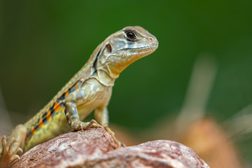 Image of Butterfly Agama Lizard (Leiolepis Cuvier) on nature background. . Reptile Animal