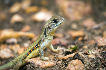 Image of Butterfly Agama Lizard (Leiolepis Cuvier) on nature background. . Reptile Animal