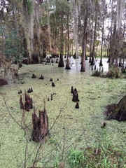 Swamp Land
