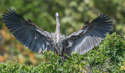 Naklejka premium Great Blue Heron