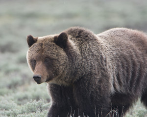 Fototapeta premium Grizzly Bear Closeup