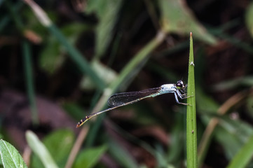 close up shot of dragonfly