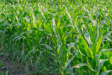 Obraz premium Green corn field in agricultural garden