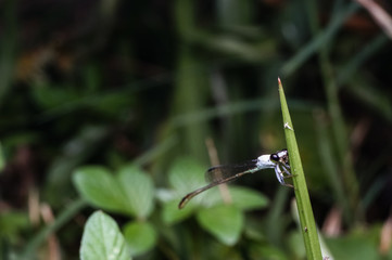 close up shot of dragonfly