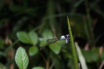 close up shot of dragonfly