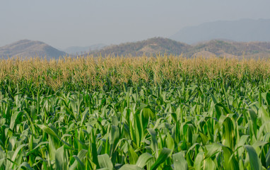Fototapeta na wymiar Green corn field in agricultural garden