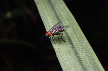 close up view of fly