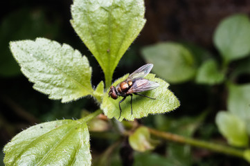 close up view of fly