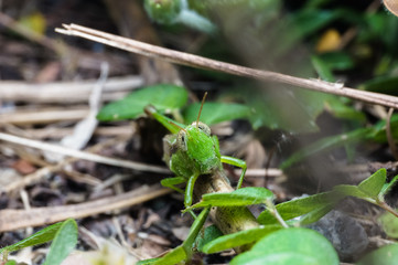 close up shot of grasshopper