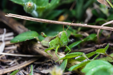 close up shot of grasshopper