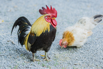 close up portrait of bantam chickens, Beautiful colorful cock