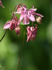 Lady Slippers