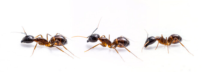 close up three ant on white background