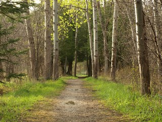 Forest Path