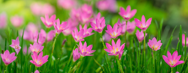 beautiful pink Zephyranthes Lily flower, Rain Lily , Fairy Lily