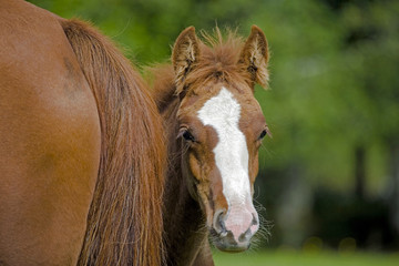 Curious chestnut Foal standing close to mother, looking towards camera.