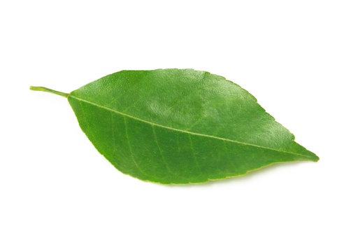 Fototapeta Lemon leaf isolated on white background with clipping path
