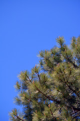 Pine Tree and Sky/Skyward view of pine needles against a blue sky
