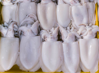 Fresh squid in local market in Thailand