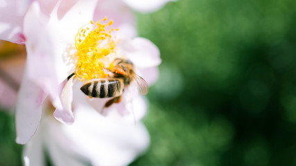 BeeAbeilleFliege2 © SylvainJoel