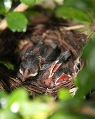 Naklejka na ściany i meble Baby birds in the nest