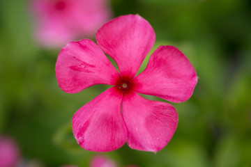 pink flower