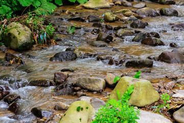 Mountain stream in a forest.