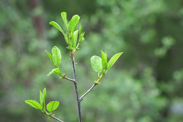 new growing green leaf in spring, vertical composition