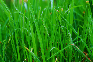 fresh green grass with water drops close-up