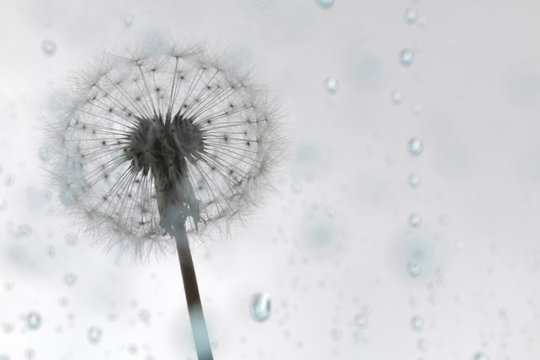 dandelion puff on blue rain