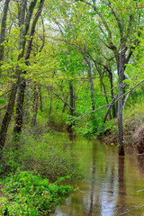 Old tree trunks in a flooded valley after heavy rain showing very