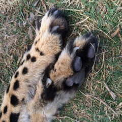cheetah foot