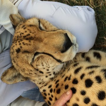 cheetah