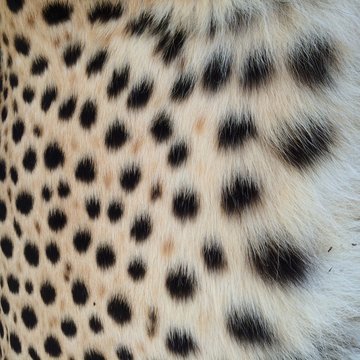 spots