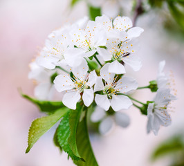 Blooming fruit tree in the garden.