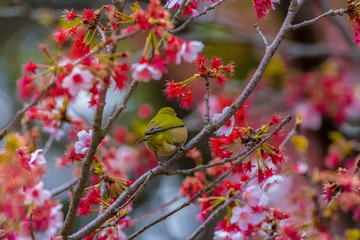 The Japanese White-eye and cherry blossoms. Located in Tokyo Prefecture Japan.