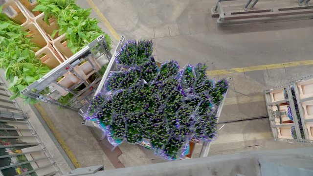 860_Top_view_of_the_purple_flower_train_in_the_warehouse.mov