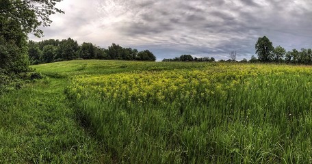 Fototapeta premium Rolling hills of wild flowers