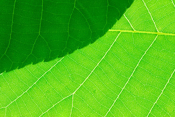 close up on green leaf texture background