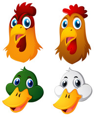 Heads of chickens and ducks