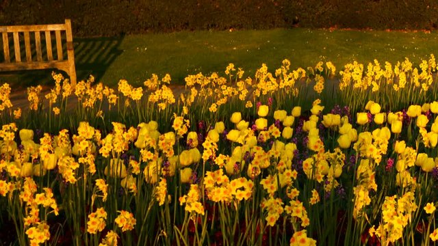 The Spring - A field  of daffodils in an English garden