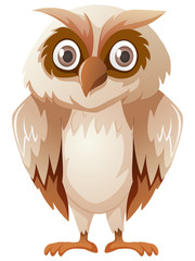 Owl with brown feather