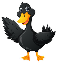 Duck with black feather