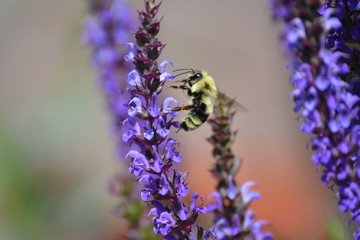 bumblebee landing