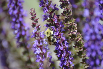 bumblebee on butterfly bush