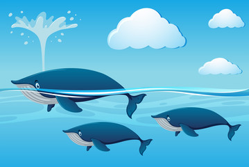 Obraz premium Three whales swimming in ocean