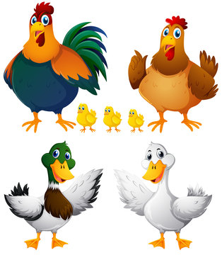 Chickens and ducks on white background