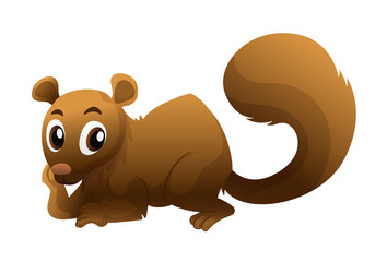 Brown squirrel on white background